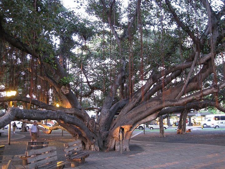 02 Banyan tree in Lahaina.jpg